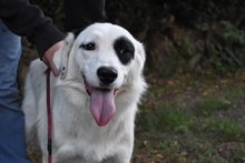 PATTIE, Hund, Mischlingshund in Italien - Bild 8