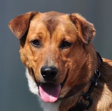SPIKE, Hund, Mischlingshund in Slowakische Republik - Bild 1