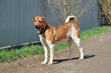 SPIKE, Hund, Mischlingshund in Slowakische Republik - Bild 11