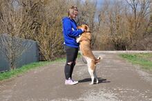 SPIKE, Hund, Mischlingshund in Slowakische Republik - Bild 12