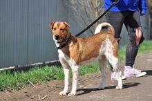 SPIKE, Hund, Mischlingshund in Slowakische Republik - Bild 14