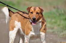 SPIKE, Hund, Mischlingshund in Slowakische Republik - Bild 2