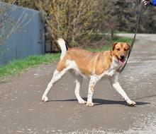 SPIKE, Hund, Mischlingshund in Slowakische Republik - Bild 3