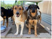 SPIKE, Hund, Mischlingshund in Slowakische Republik - Bild 4
