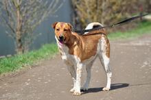 SPIKE, Hund, Mischlingshund in Slowakische Republik - Bild 6