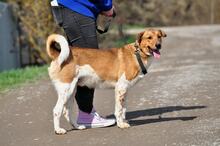 SPIKE, Hund, Mischlingshund in Slowakische Republik - Bild 7