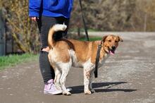 SPIKE, Hund, Mischlingshund in Slowakische Republik - Bild 8