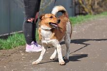 SPIKE, Hund, Mischlingshund in Slowakische Republik - Bild 9
