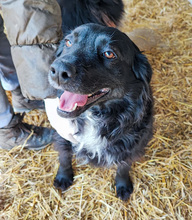 FREYA, Hund, Mischlingshund in Kroatien - Bild 1