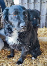 FREYA, Hund, Mischlingshund in Kroatien - Bild 2