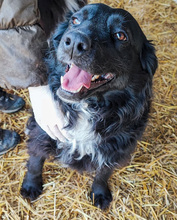 FREYA, Hund, Mischlingshund in Kroatien - Bild 3