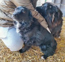 FREYA, Hund, Mischlingshund in Kroatien - Bild 5