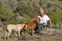 KAYO, Hund, Jagdhund-Mix in Griechenland - Bild 11