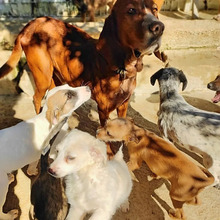 KAYO, Hund, Jagdhund-Mix in Griechenland - Bild 21