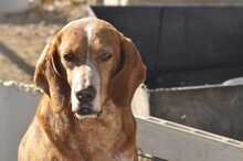 KAYO, Hund, Jagdhund-Mix in Griechenland - Bild 5