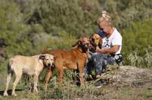 KAYO, Hund, Jagdhund-Mix in Griechenland - Bild 6
