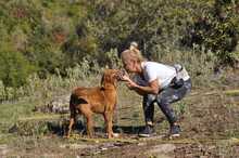 KAYO, Hund, Jagdhund-Mix in Griechenland - Bild 8