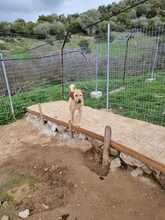 TINA, Hund, Mischlingshund in Griechenland - Bild 10