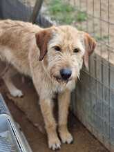 TINA, Hund, Mischlingshund in Griechenland - Bild 2