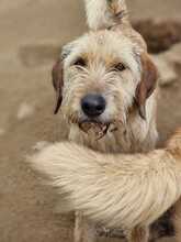 TINA, Hund, Mischlingshund in Griechenland - Bild 3