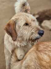 TINA, Hund, Mischlingshund in Griechenland - Bild 4