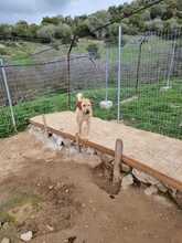 TINA, Hund, Mischlingshund in Griechenland - Bild 5