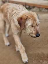 TINA, Hund, Mischlingshund in Griechenland - Bild 6