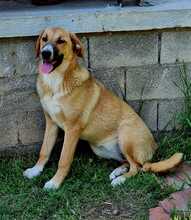 BIBI, Hund, Mischlingshund in Griechenland - Bild 1