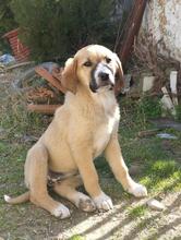 BIBI, Hund, Mischlingshund in Griechenland - Bild 10