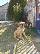 BIBI, Hund, Mischlingshund in Griechenland - Bild 11