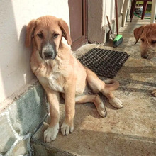 BIBI, Hund, Mischlingshund in Griechenland - Bild 2