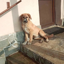 BIBI, Hund, Mischlingshund in Griechenland - Bild 5