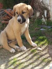 BIBI, Hund, Mischlingshund in Griechenland - Bild 6