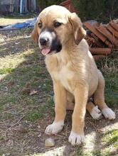BIBI, Hund, Mischlingshund in Griechenland - Bild 9