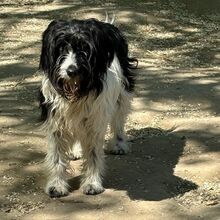 LOLLA, Hund, Mischlingshund in Ungarn - Bild 1