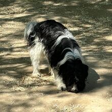 LOLLA, Hund, Mischlingshund in Ungarn - Bild 2