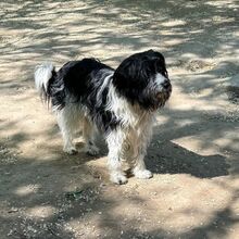 LOLLA, Hund, Mischlingshund in Ungarn - Bild 3