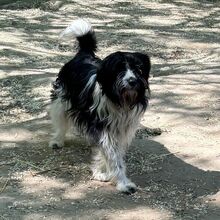 LOLLA, Hund, Mischlingshund in Ungarn - Bild 4