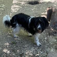 LOLLA, Hund, Mischlingshund in Ungarn - Bild 5