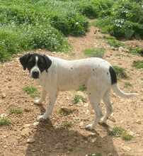 CHANELL, Hund, Mischlingshund in Griechenland - Bild 1