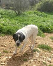 CHANELL, Hund, Mischlingshund in Griechenland - Bild 2