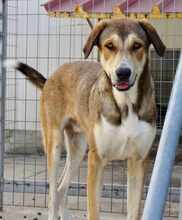 KENO, Hund, Mischlingshund in Griechenland - Bild 1
