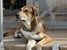 KENO, Hund, Mischlingshund in Griechenland - Bild 2