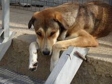 KENO, Hund, Mischlingshund in Griechenland - Bild 4