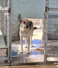 KIRK, Hund, Deutscher Schäferhund-Mix in Griechenland