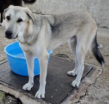 KIRK, Hund, Mischlingshund in Griechenland - Bild 1