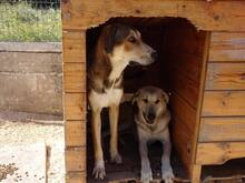 KIRK, Hund, Mischlingshund in Griechenland - Bild 2