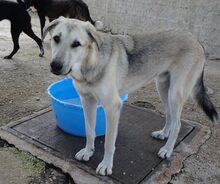 KIRK, Hund, Mischlingshund in Griechenland - Bild 3