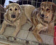 KIRK, Hund, Mischlingshund in Griechenland - Bild 5