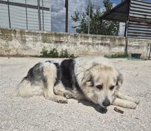 MAX, Hund, Deutscher Schäferhund-Mix in Griechenland
